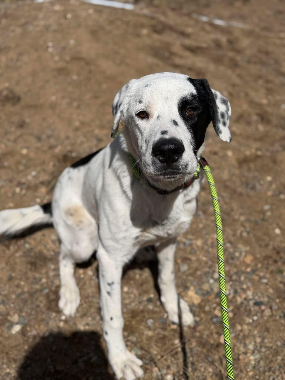 Enlarge Edison, a ADOPTABLE mixed breed in Estes Park, CO image 1/2