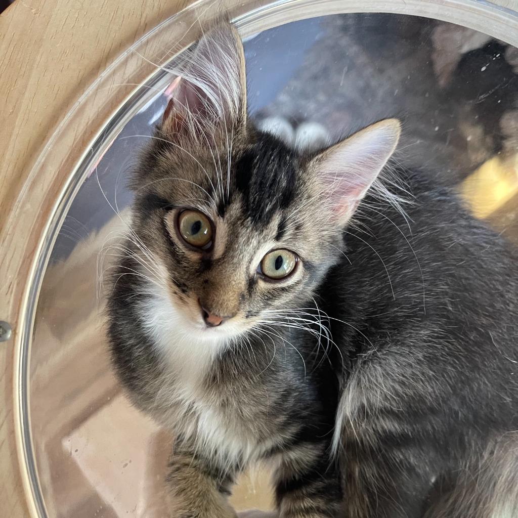 Acrobat26, Adoptable, Kitten Male Domestic Medium Hair.