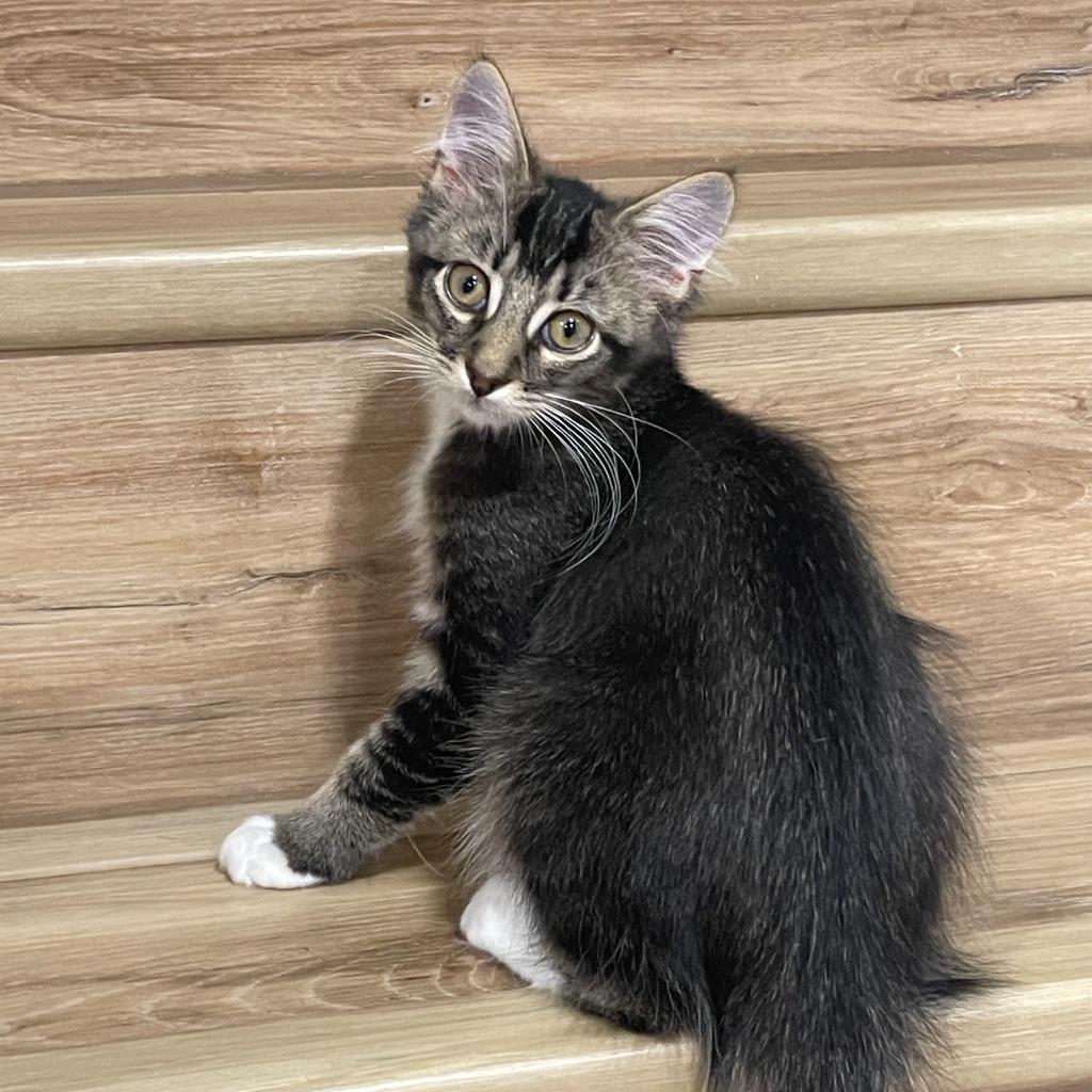 Enlarge Acrobat26, a Adoptable mixed breed in Youngsville, NC image 3/4