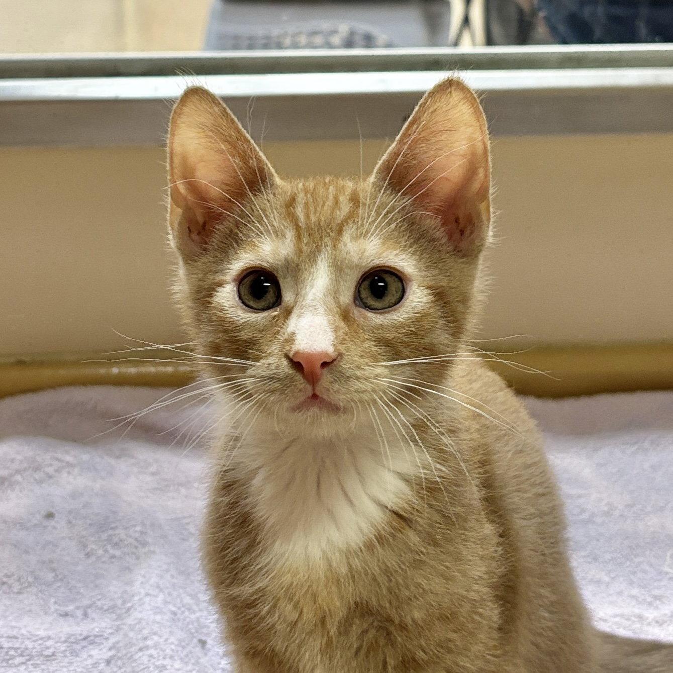 Brody, Adoptable, Kitten Male Domestic Short Hair.
