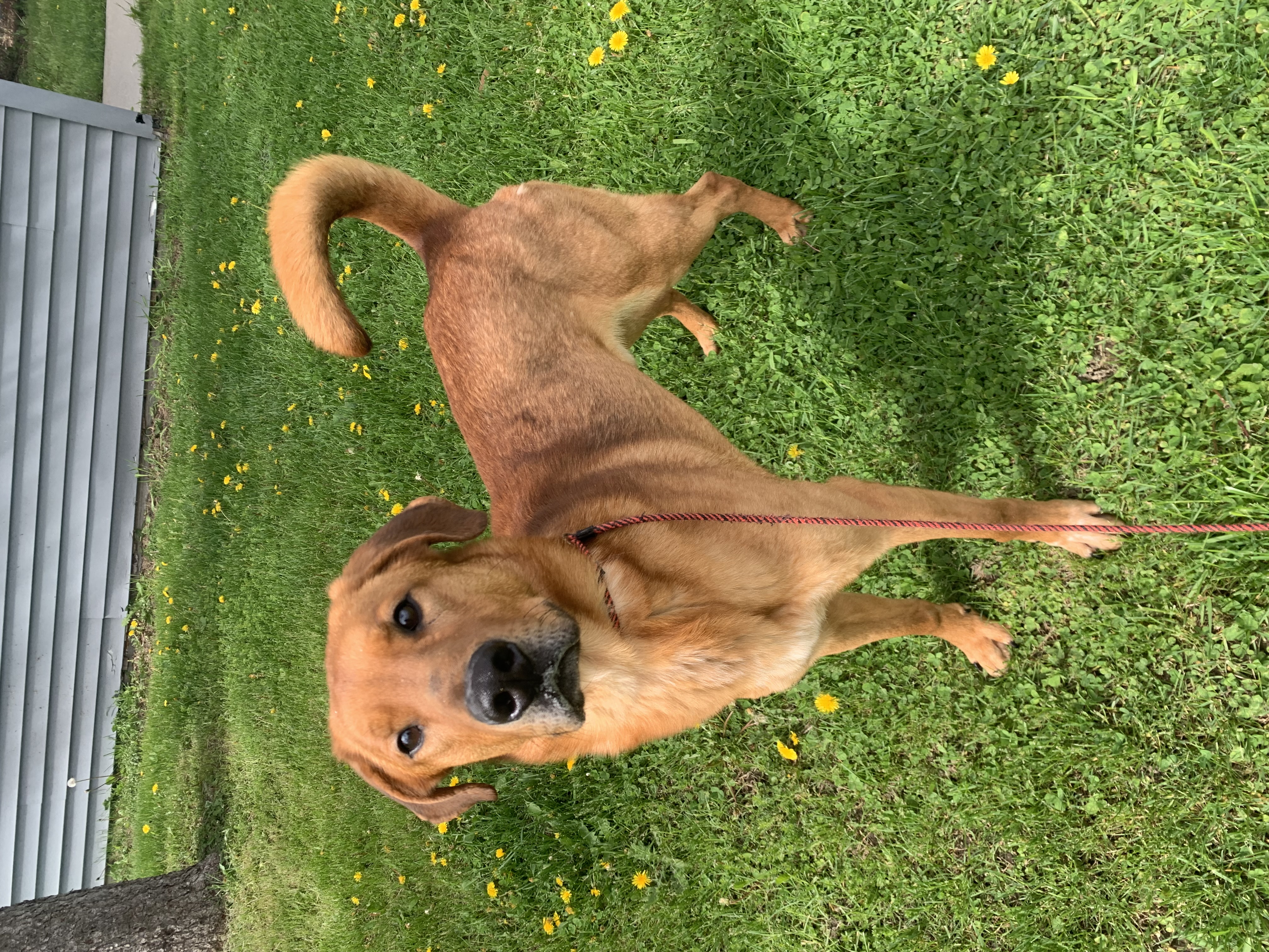 Gus *SPONSORED, Adoptable, Adult Male Shepherd & Hound.