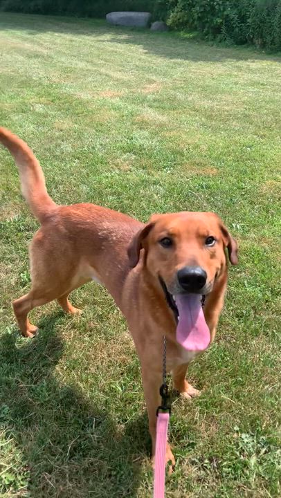 Enlarge Gus *SPONSORED, a Adoptable mixed breed in Massena, NY video 2/2