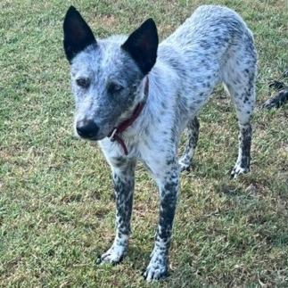 Wylie, Adoptable, Young Male Australian Cattle Dog / Blue Heeler & Mixed Breed.