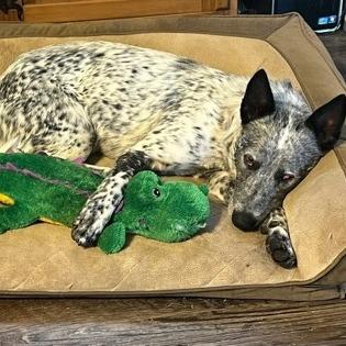 Wylie, a Adoptable mixed breed in Tyler, TX image 2/2