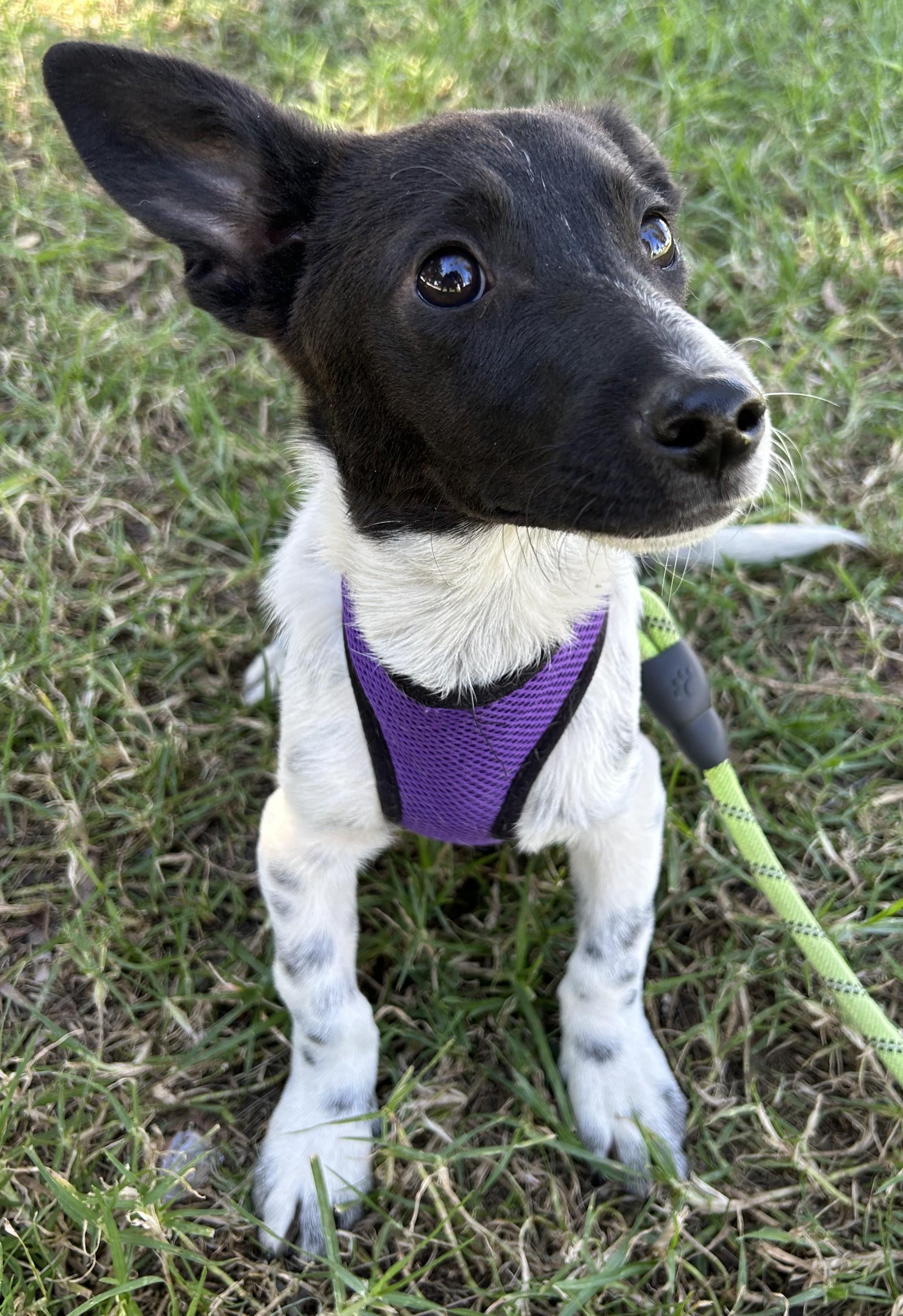 IVAN, ADOPTABLE, Puppy Male Jack Russell Terrier.