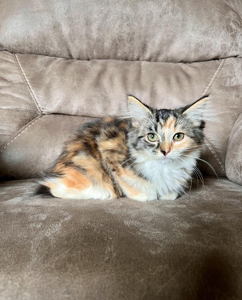 Enlarge Eden, a Adoptable Domestic Short Hair in Rochester, IN image 1/1