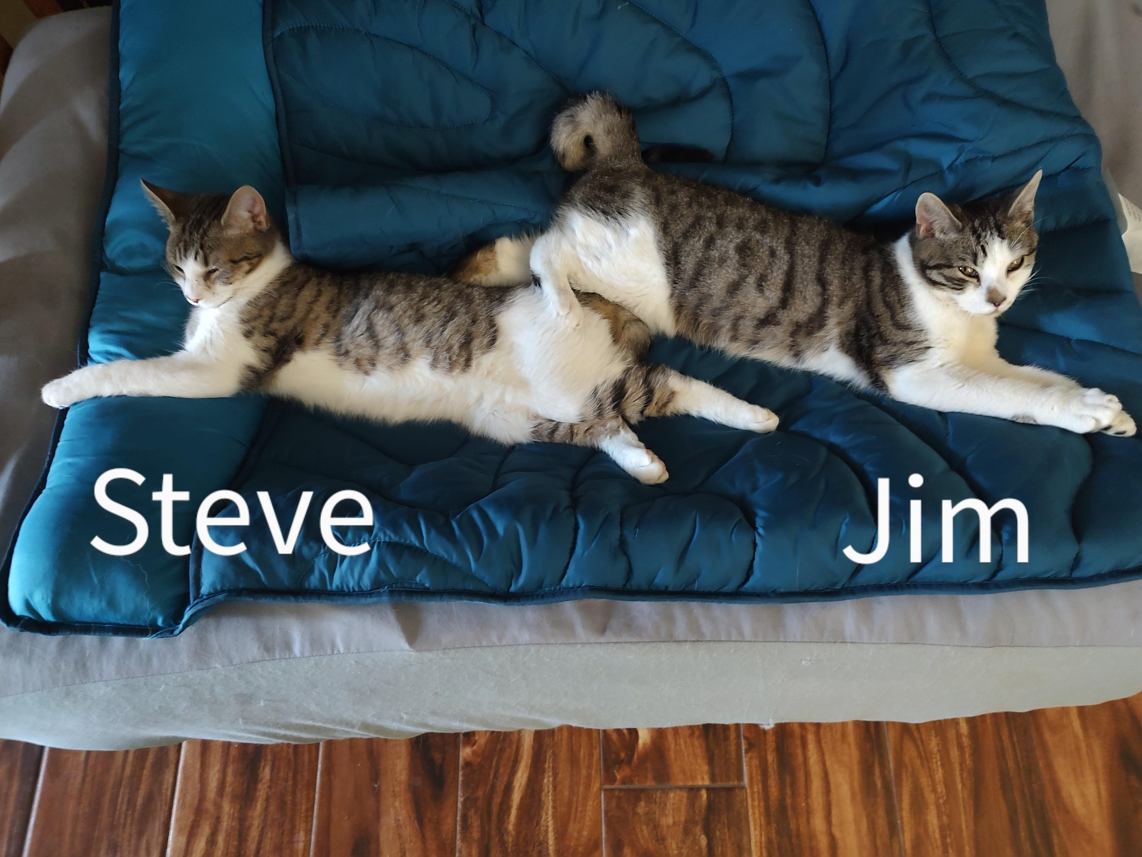 Jim (Bonded with Steve-Brothers) photo 3