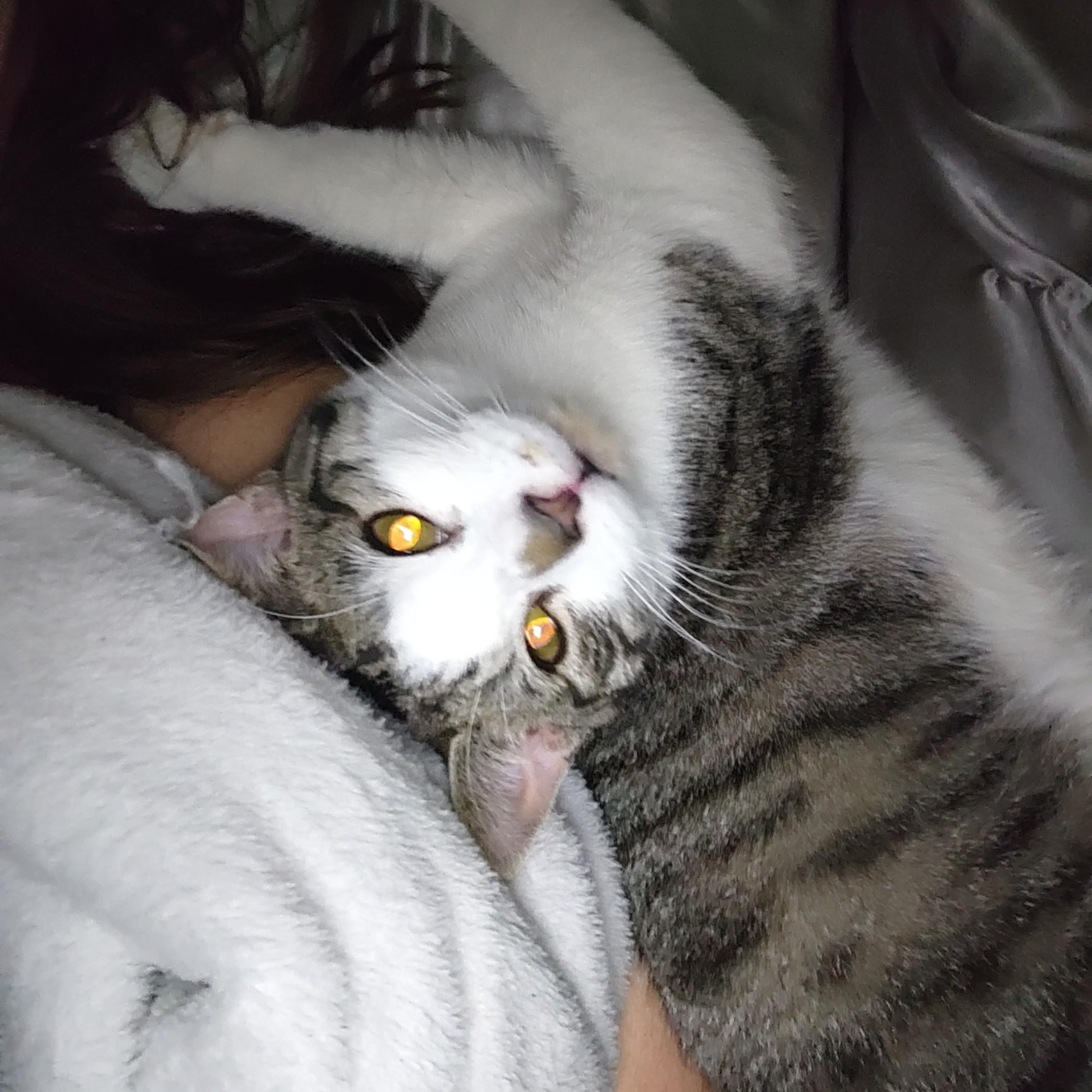 Jim (Bonded with Steve-Brothers), Young Male Domestic Short Hair