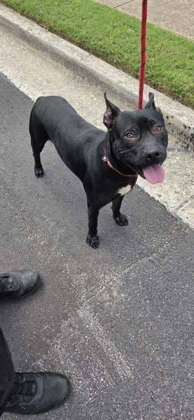 Pen 181c Flint, Adoptable, Adult Male Staffordshire Bull Terrier.