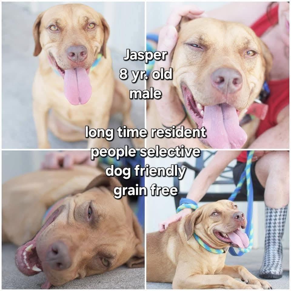 Jasper, a Adoptable mixed breed in Ashland, KY image 2/2