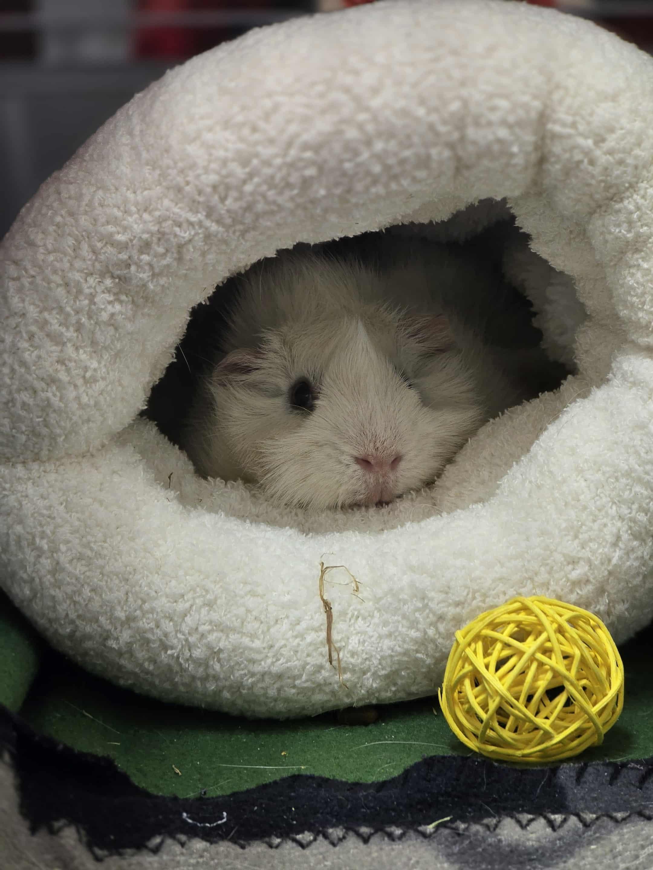 G-Force, Adoptable, Adult Female Guinea Pig.