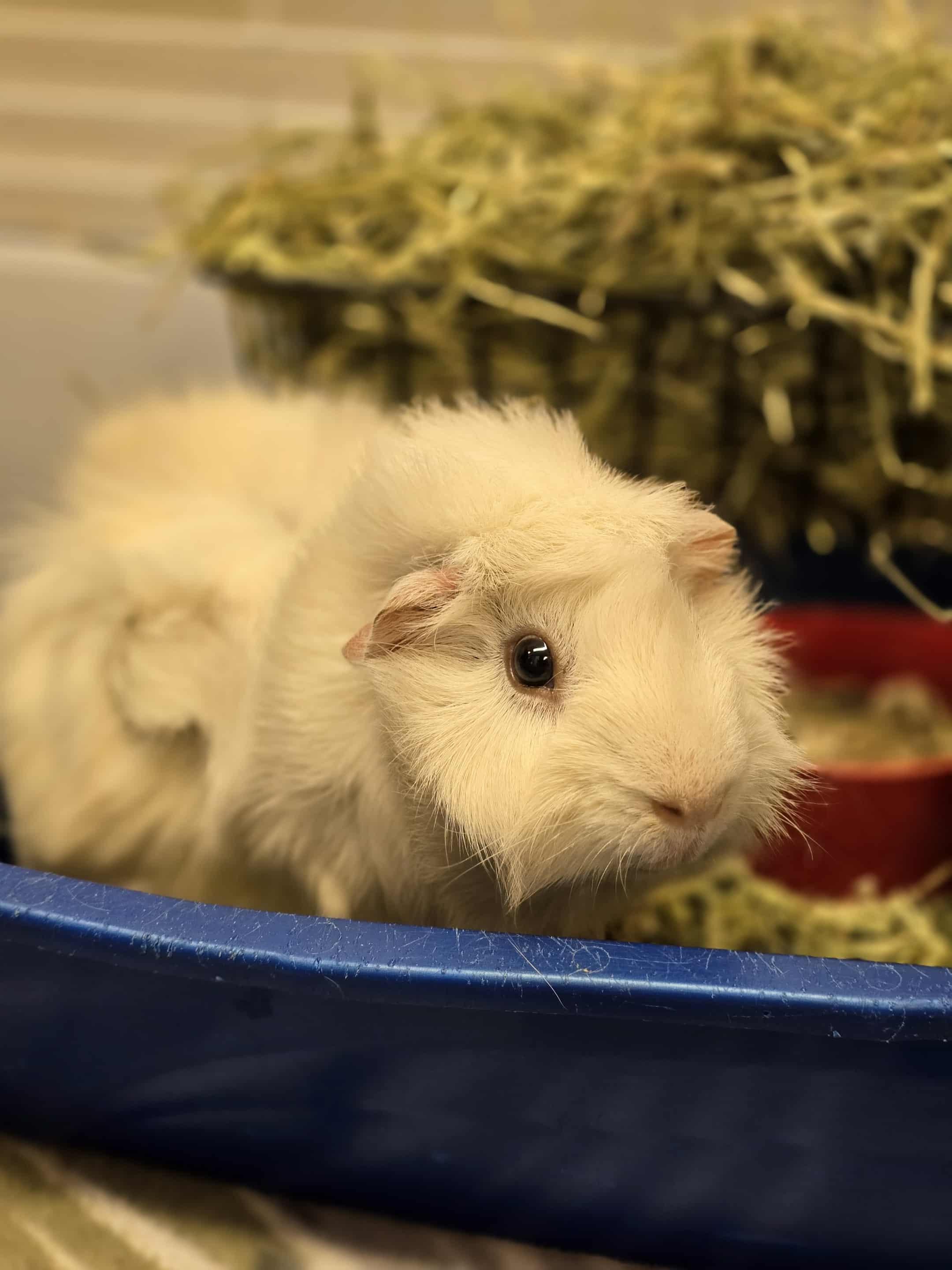 G-Force, a Adoptable Guinea Pig in Grants Pass, OR image 2/2