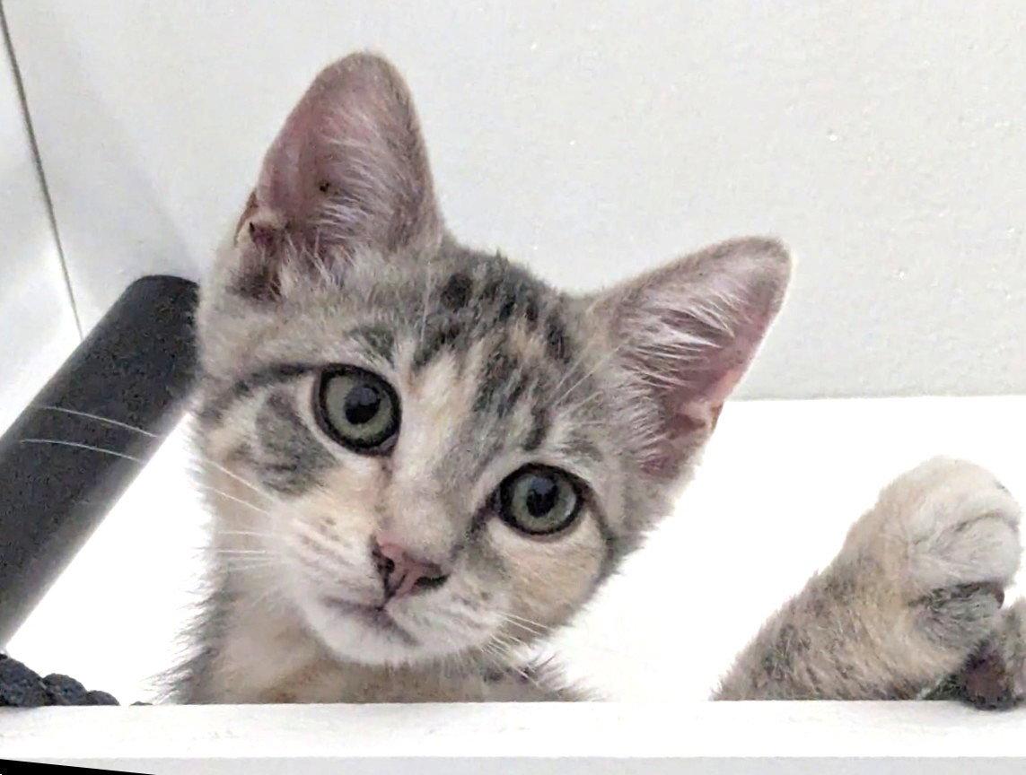 Kitten Naoki, Adopted, Kitten Female Domestic Short Hair.