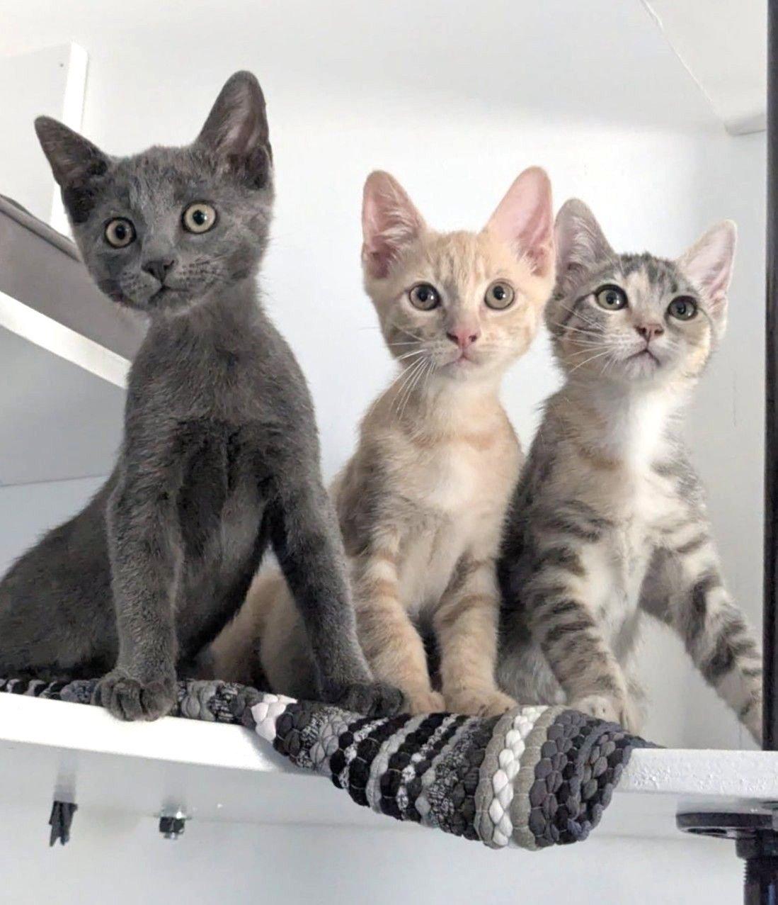 Kitten Naoki, a Adopted Domestic Short Hair in Seal Beach, CA image 2/3