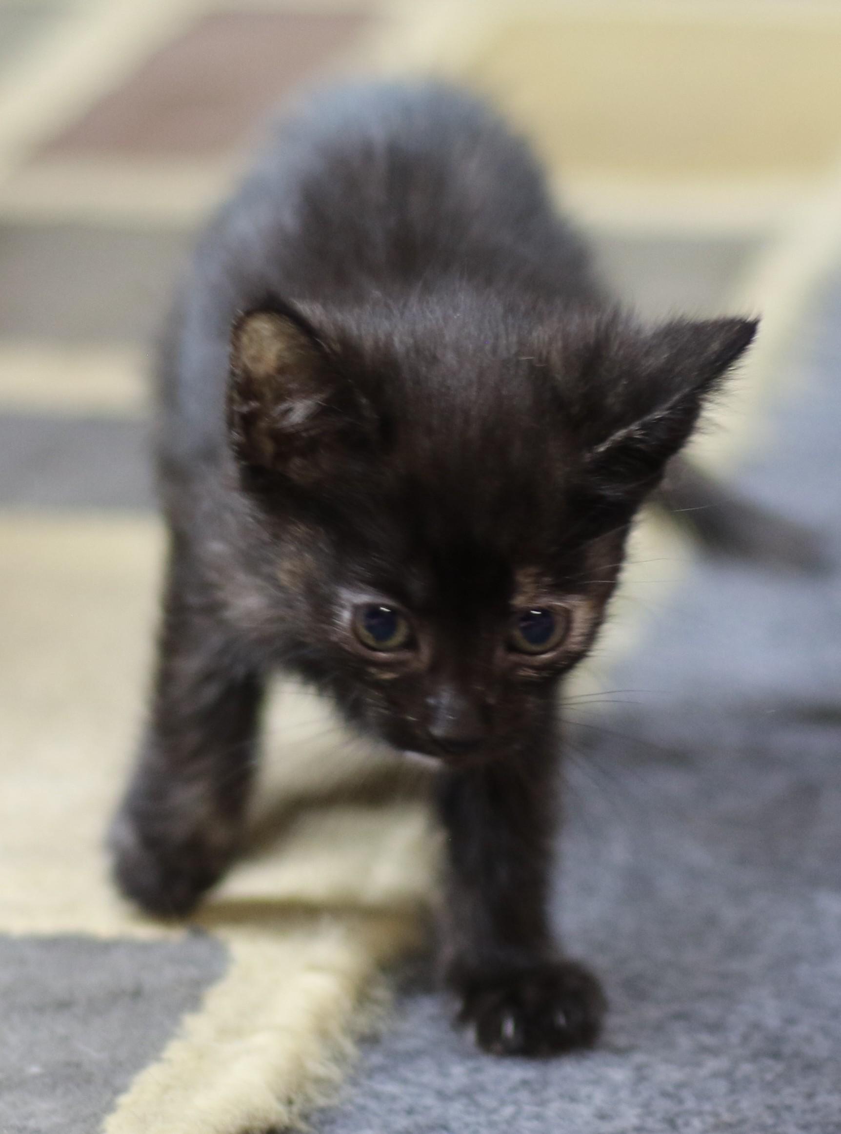 Rian, an adoptable Domestic Short Hair in Cut Bank, MT, 59427 | Photo Image 2