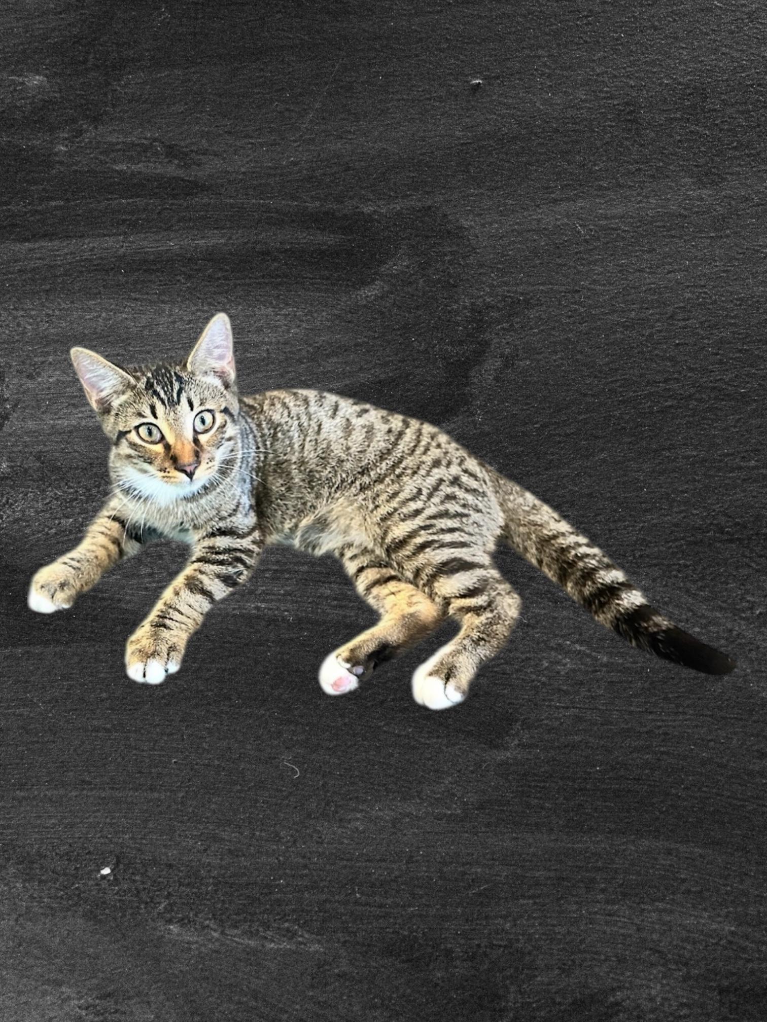 Enlarge Brownie, an adopted American Shorthair in Ocala, FL image 1/1