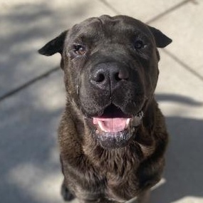 Bear, a Adoptable mixed breed in Rapid City, SD image 1/5