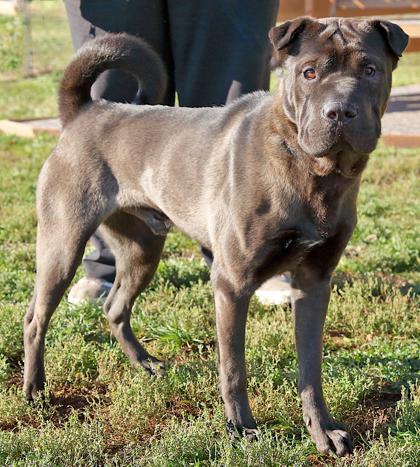 Bear, a Adoptable mixed breed in Rapid City, SD image 2/5