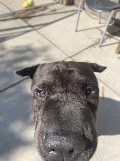 Bear, a Adoptable mixed breed in Rapid City, SD image 3/5