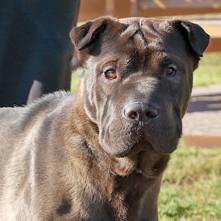 Bear, a Adoptable mixed breed in Rapid City, SD image 4/5