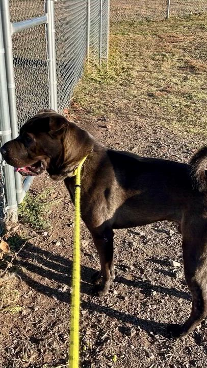 Enlarge Bear, a Adoptable mixed breed in Rapid City, SD video 5/5