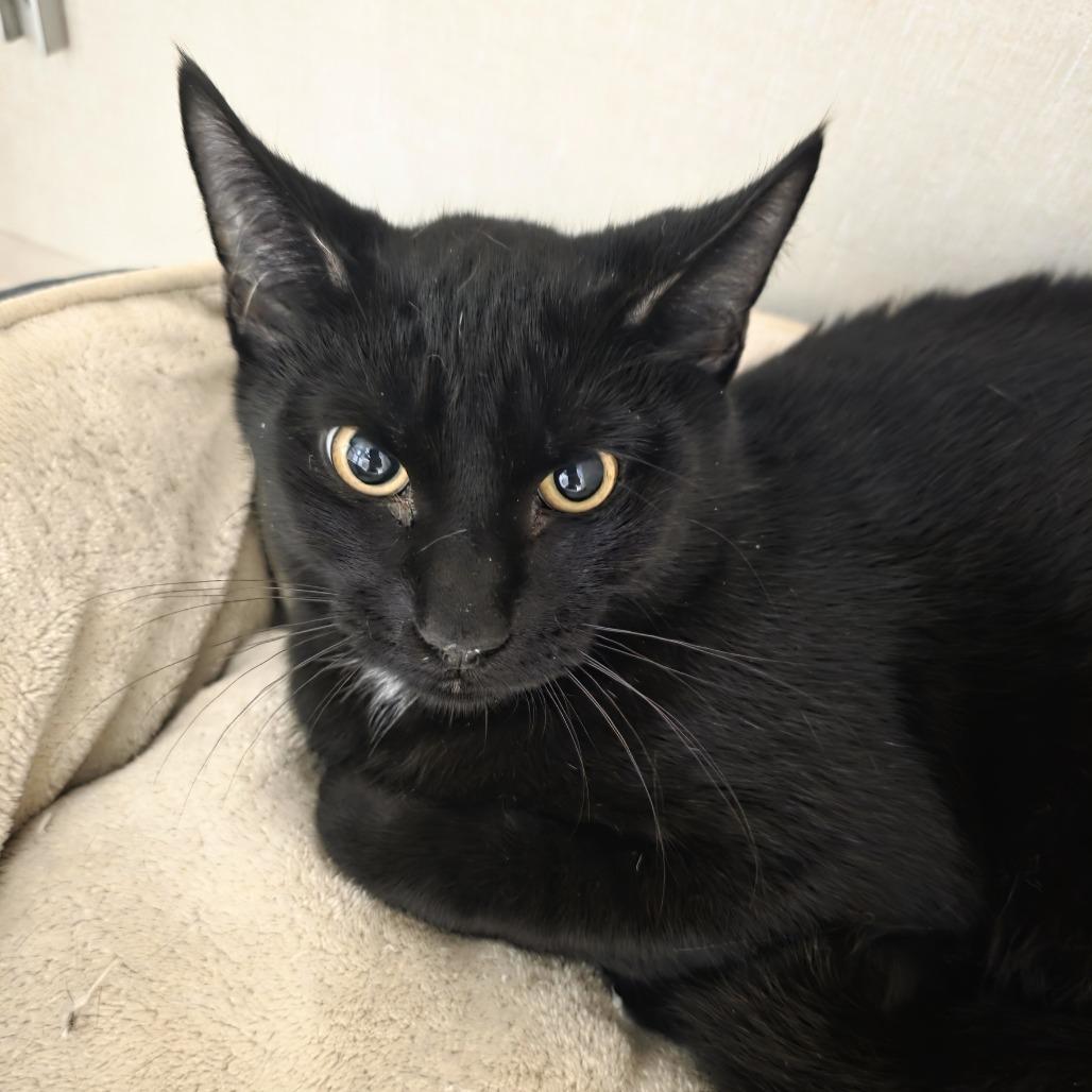 Enlarge Victor, a Adoptable Domestic Short Hair in Watertown, NY image 1/1