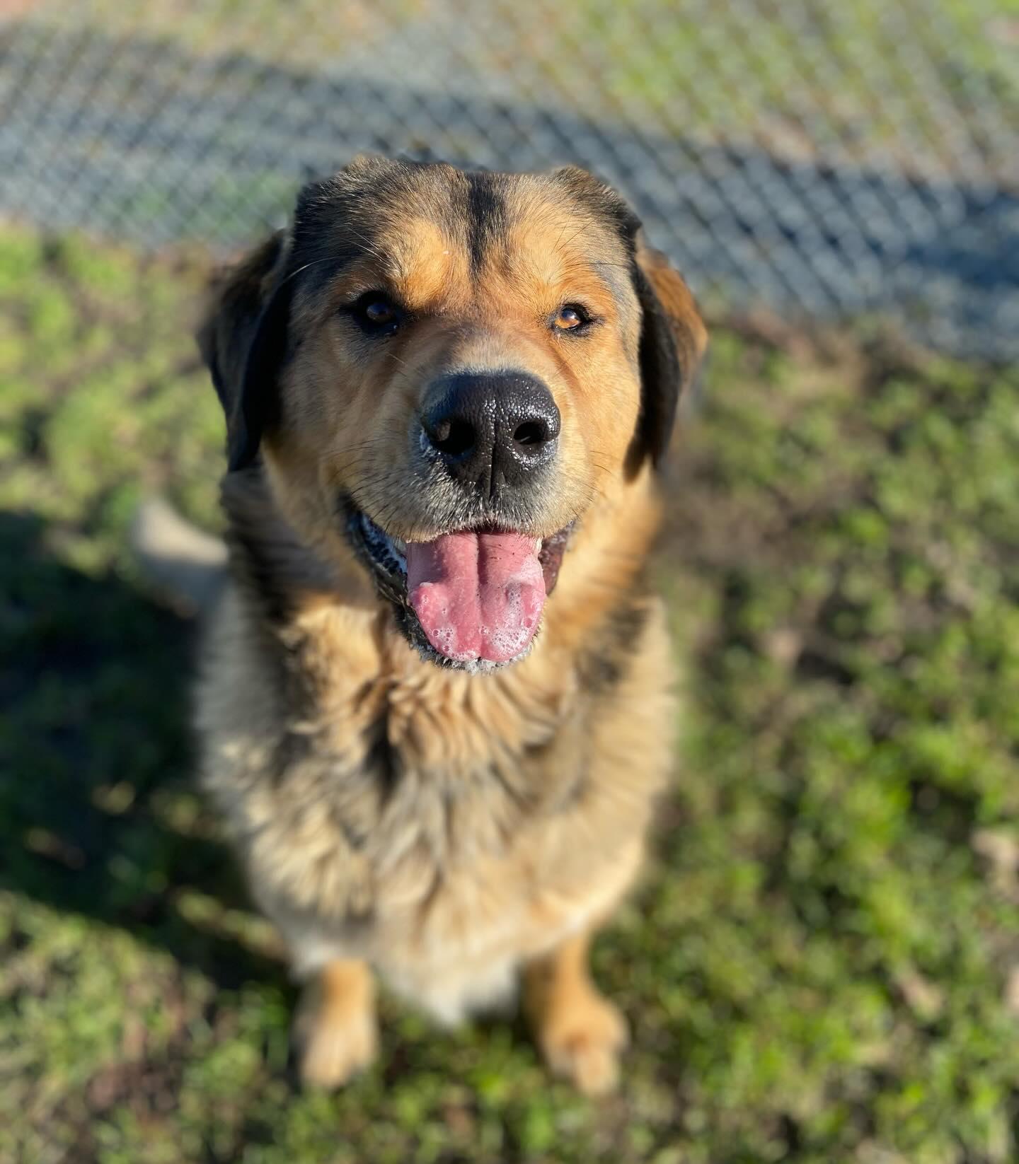 Enlarge Aurora - ADOPTABLE! , a ADOPTABLE mixed breed in Chilliwack, BC image 2/5