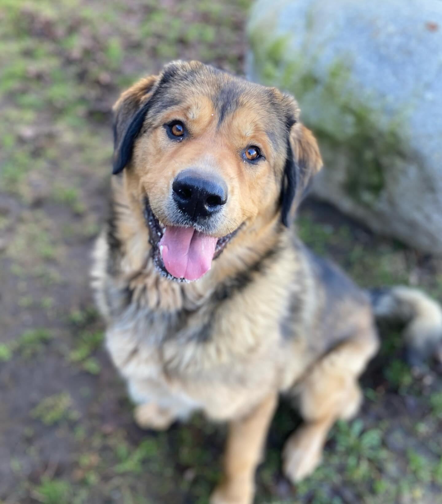 Enlarge Aurora - ADOPTABLE! , a ADOPTABLE mixed breed in Chilliwack, BC image 1/5