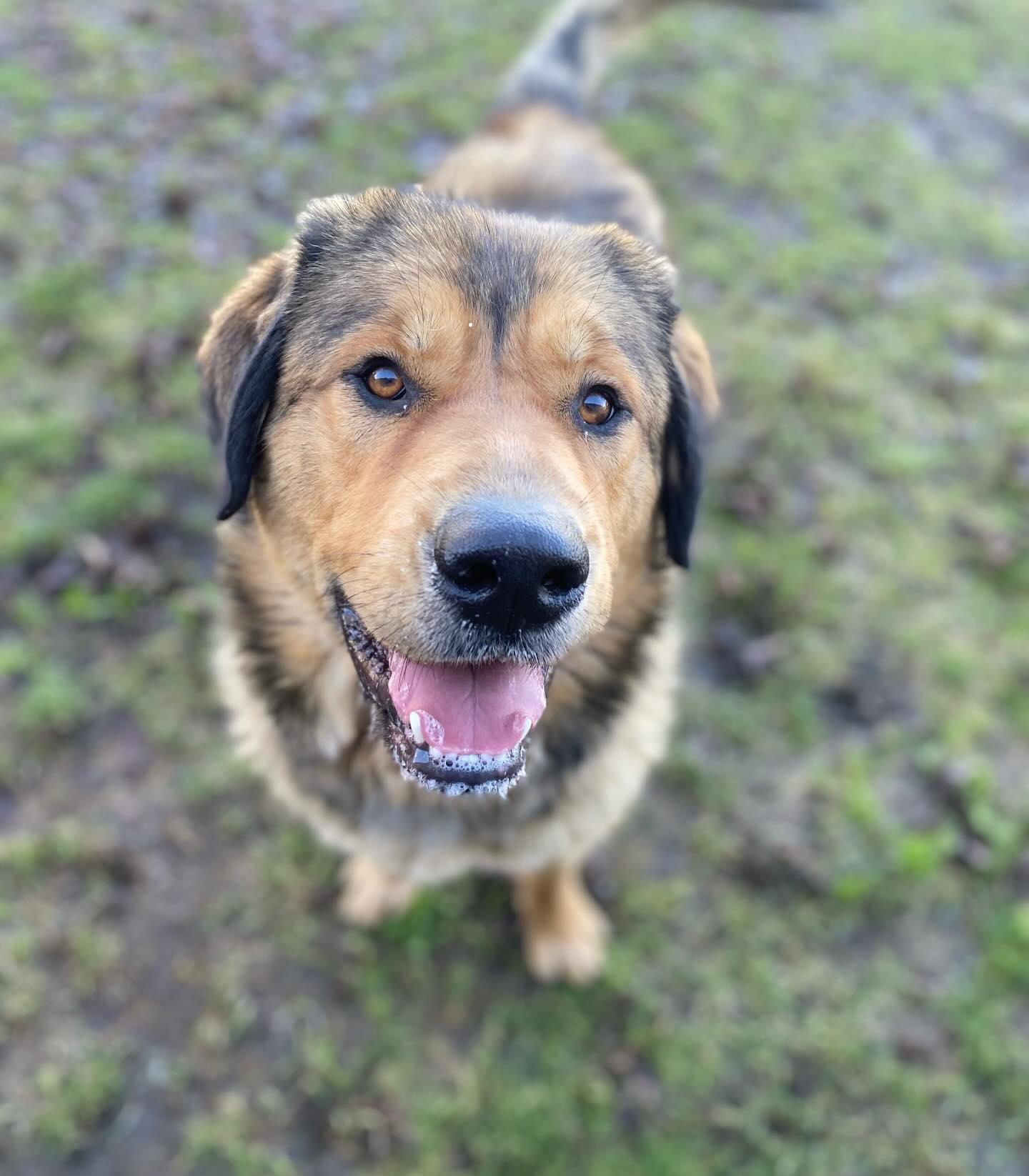 Enlarge Aurora - ADOPTABLE! , a ADOPTABLE mixed breed in Chilliwack, BC image 4/5