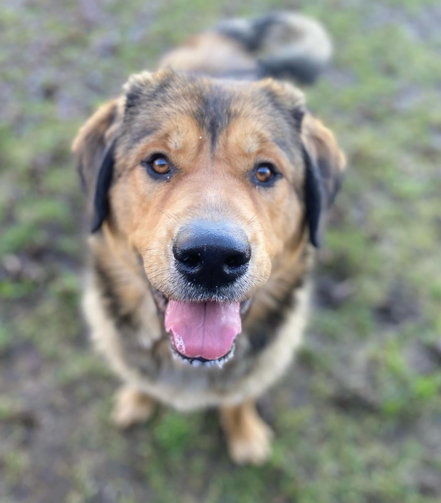 Enlarge Aurora - ADOPTABLE! , a ADOPTABLE mixed breed in Chilliwack, BC image 3/5