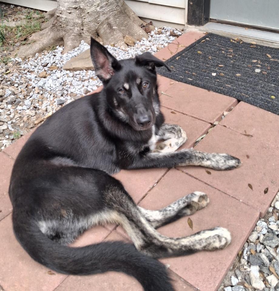 Jack, Adoptable, Young Male German Shepherd Dog.