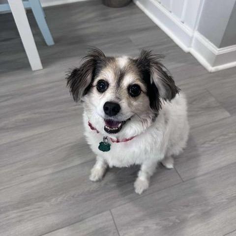 Enlarge Abigale, a ADOPTABLE Papillon in LEHIGH ACRES, FL image 2/4