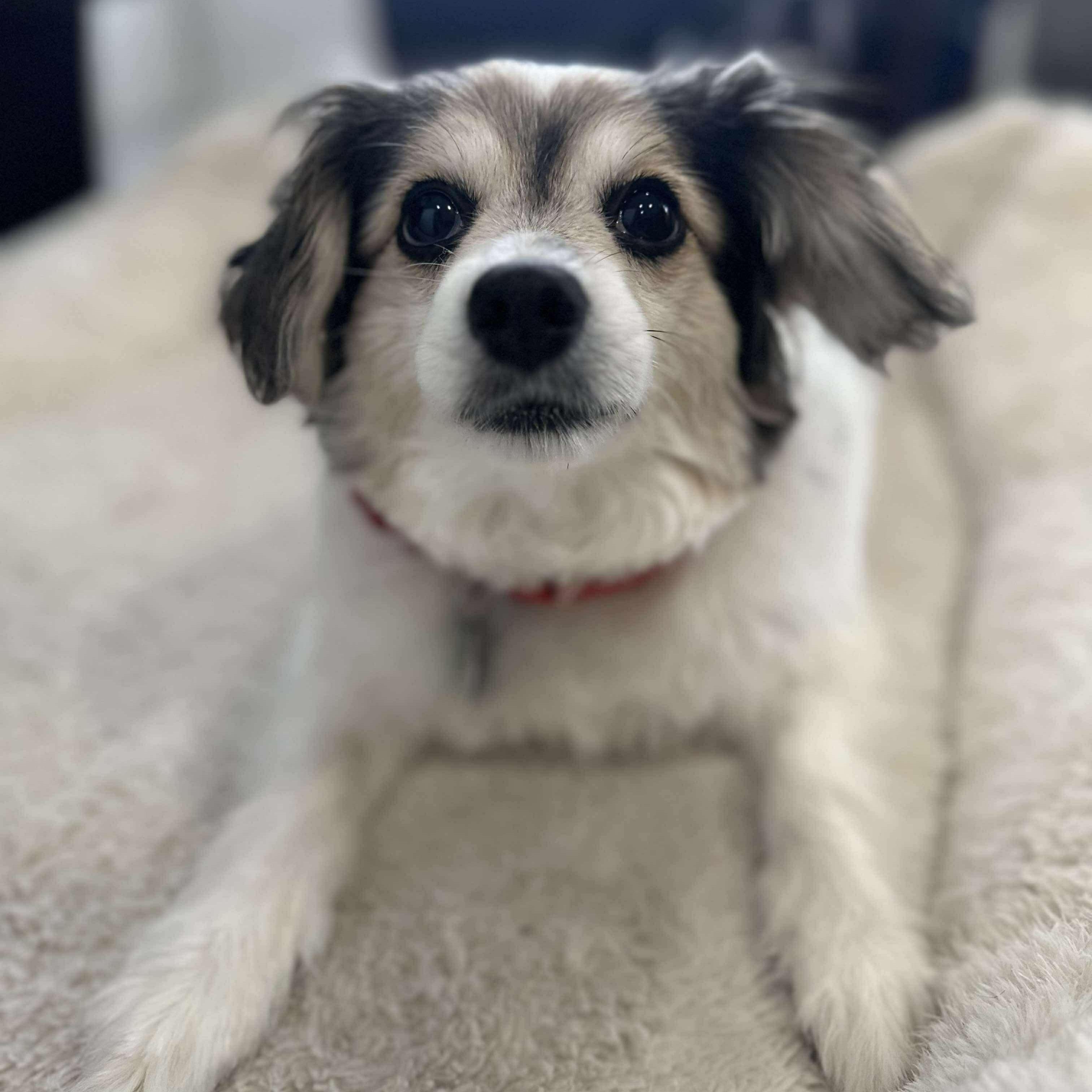 Abigale, ADOPTABLE, Senior Female Papillon.