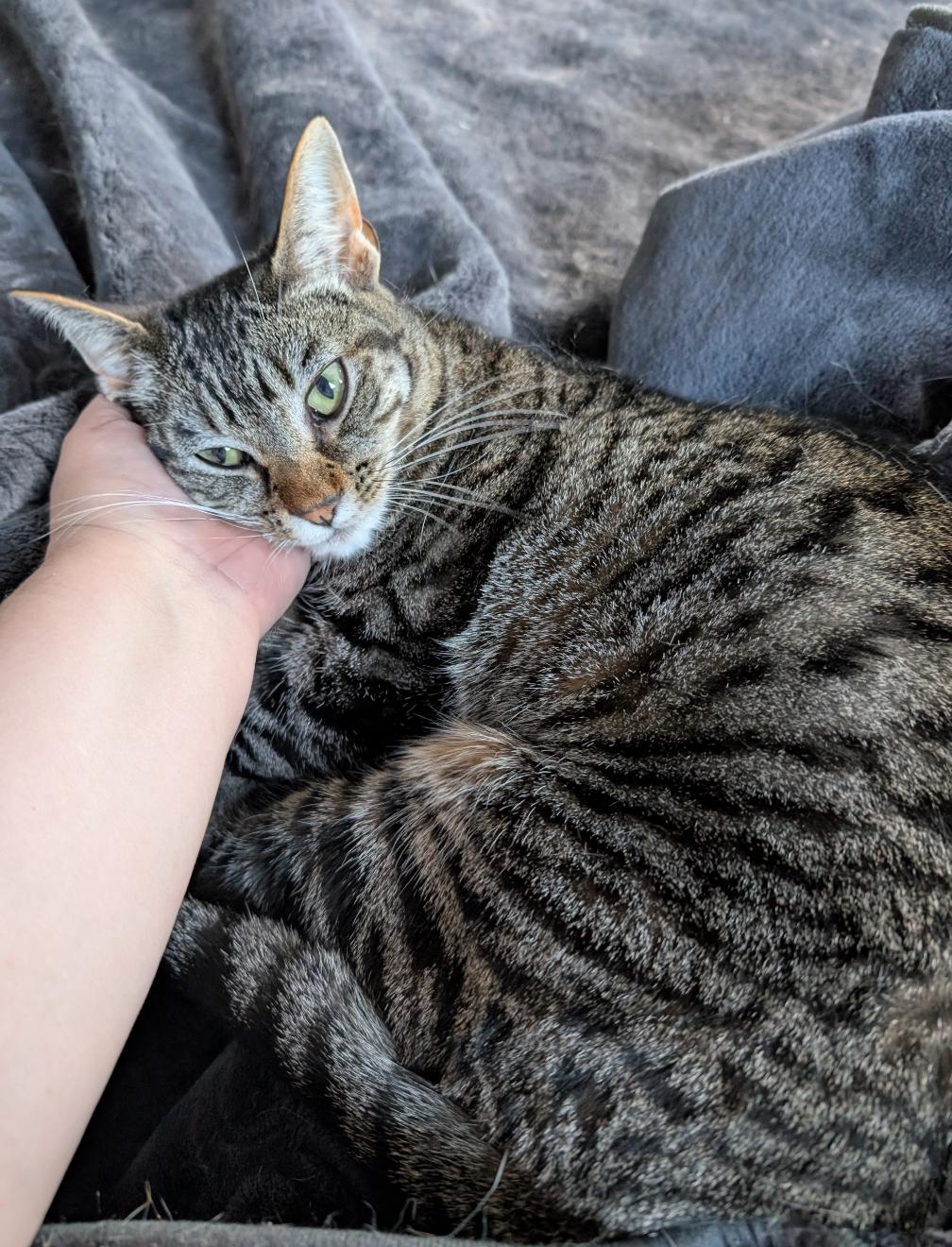 Batsy, a Adoptable Domestic Short Hair in Los Angeles, CA image 1/2