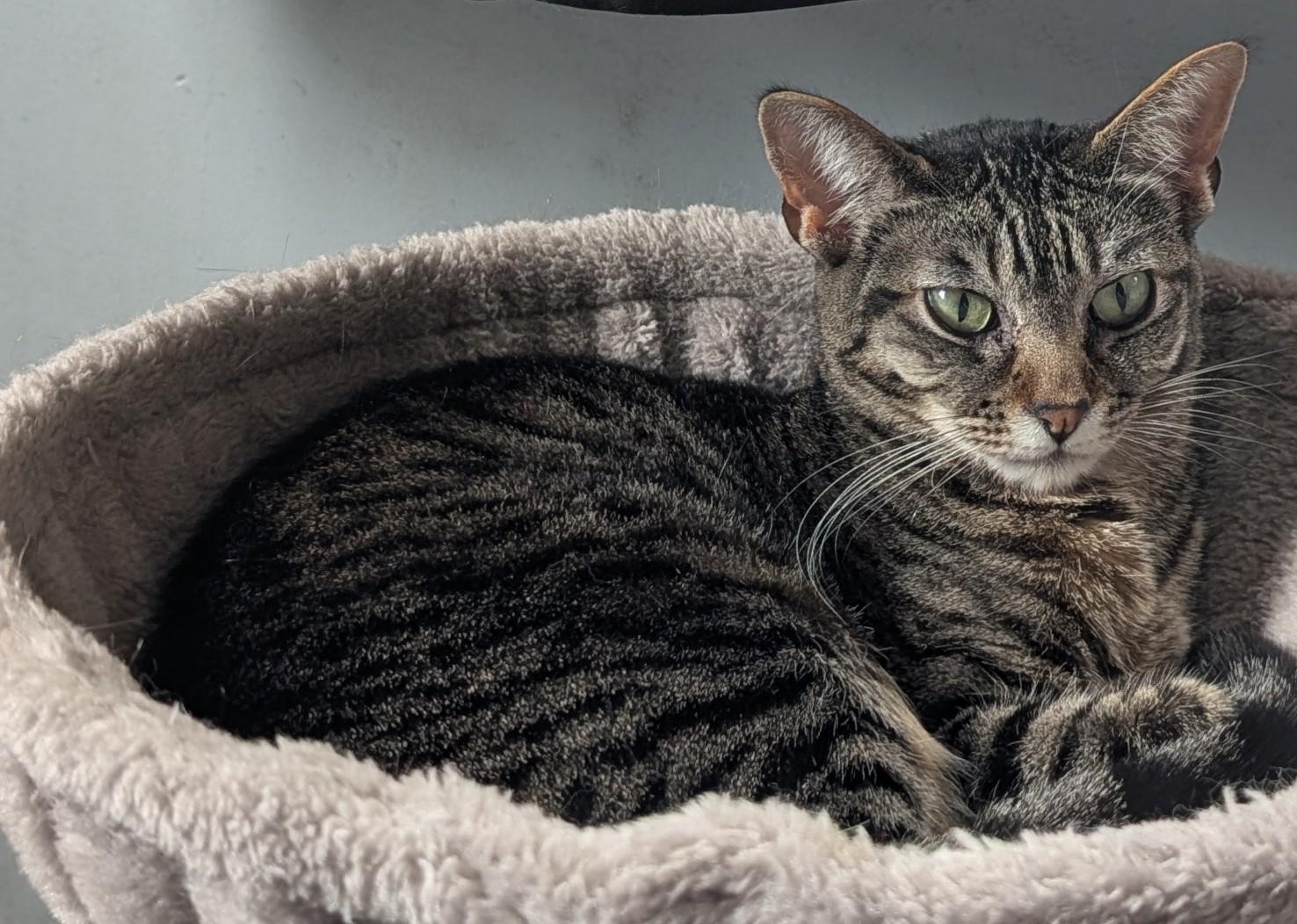 Batsy, Adoptable, Adult Female Domestic Short Hair.