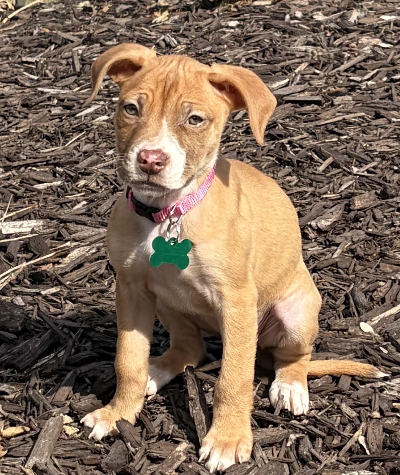 Enlarge Rosebud, an adopted mixed breed in Aurora, IL image 1/6