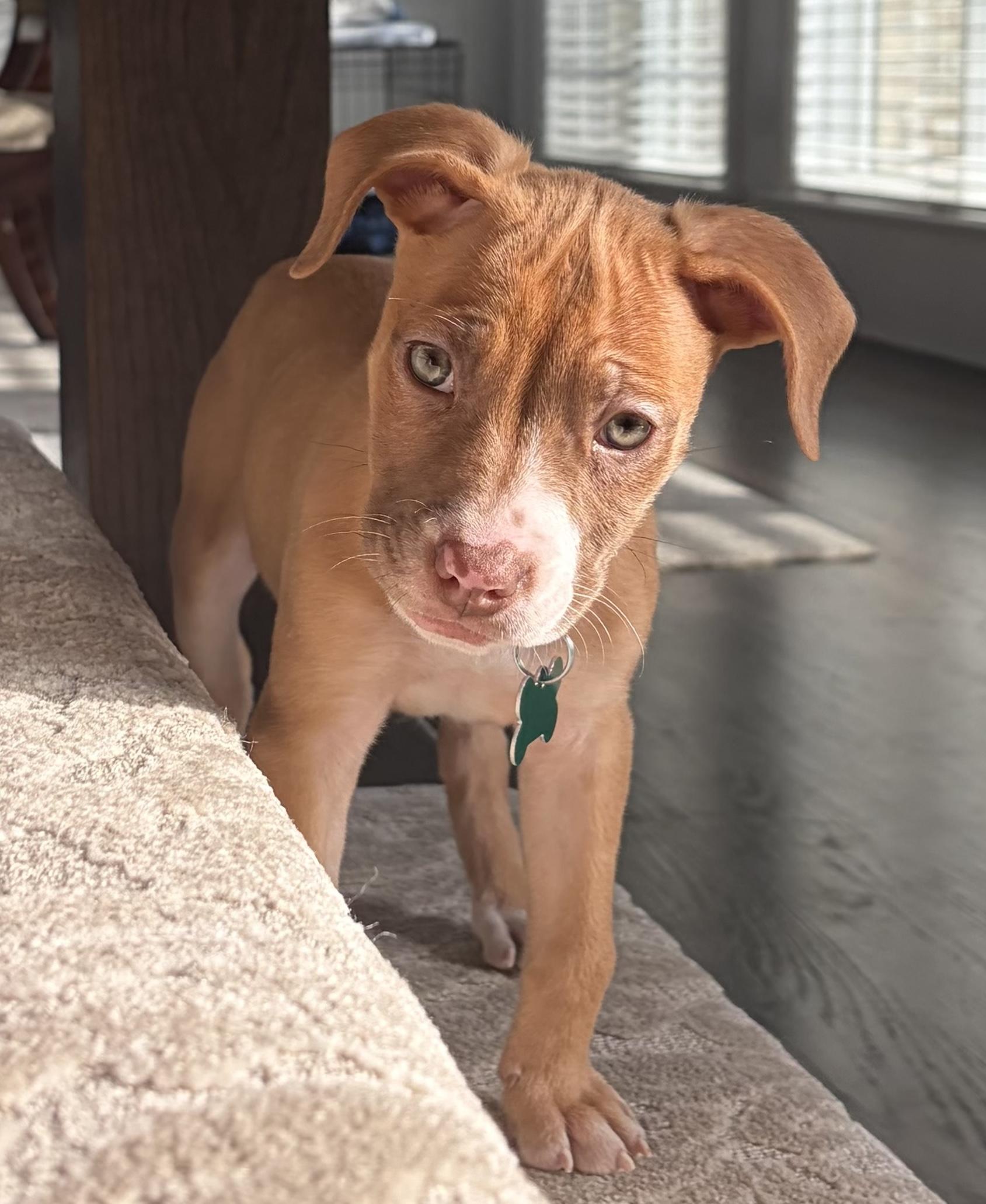 Enlarge Rosebud, an adopted mixed breed in Aurora, IL image 6/6
