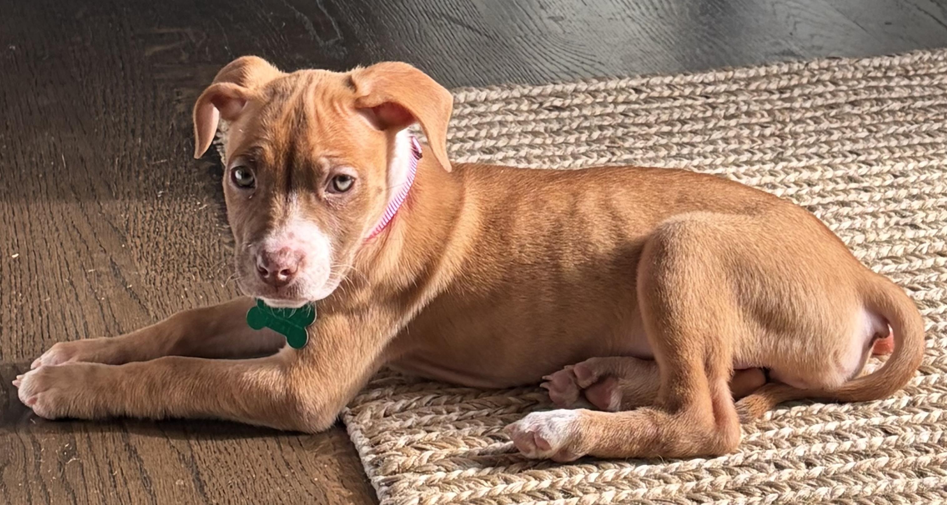 Enlarge Rosebud, an adopted mixed breed in Aurora, IL image 3/6