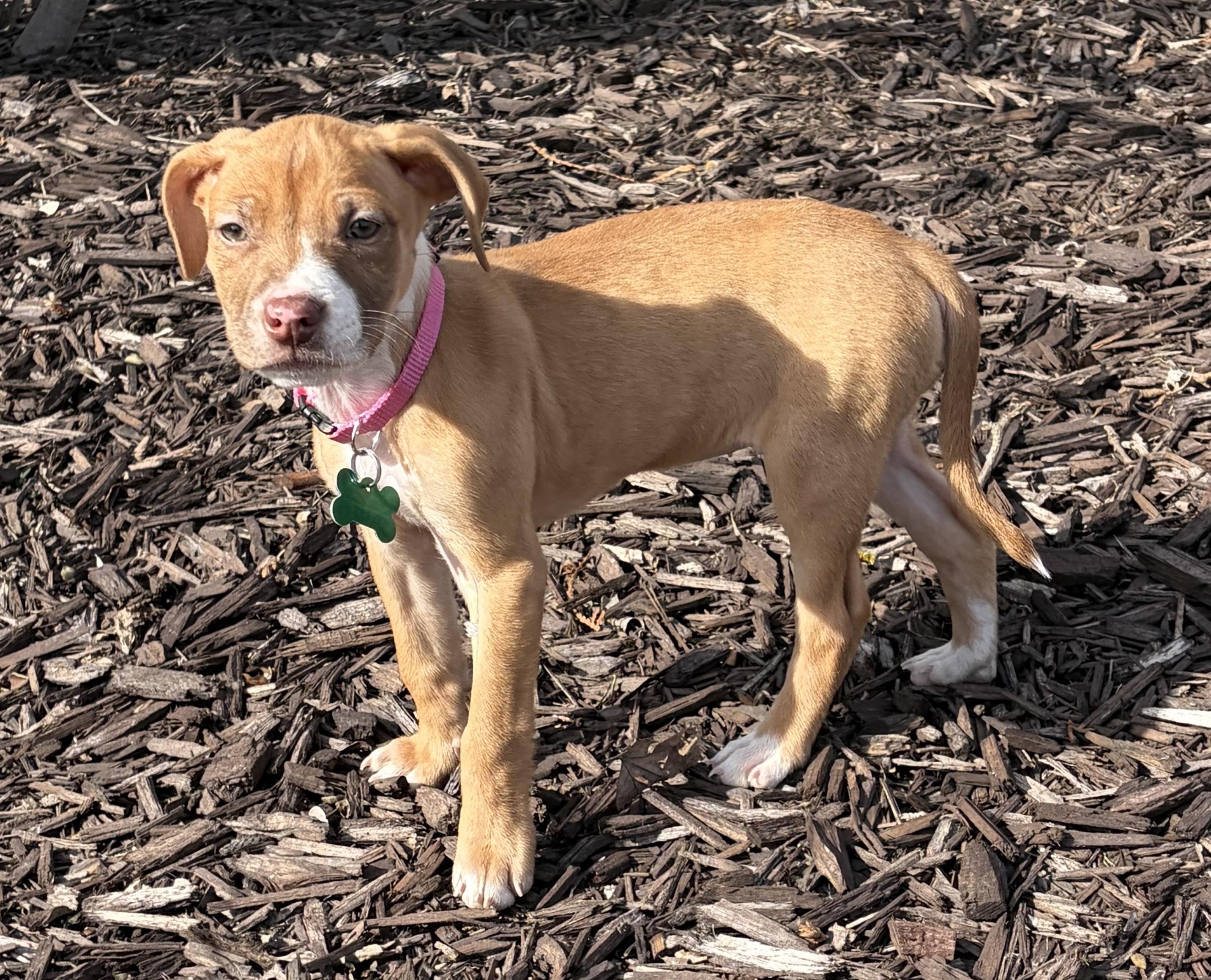 Enlarge Rosebud, an adopted mixed breed in Aurora, IL image 5/6