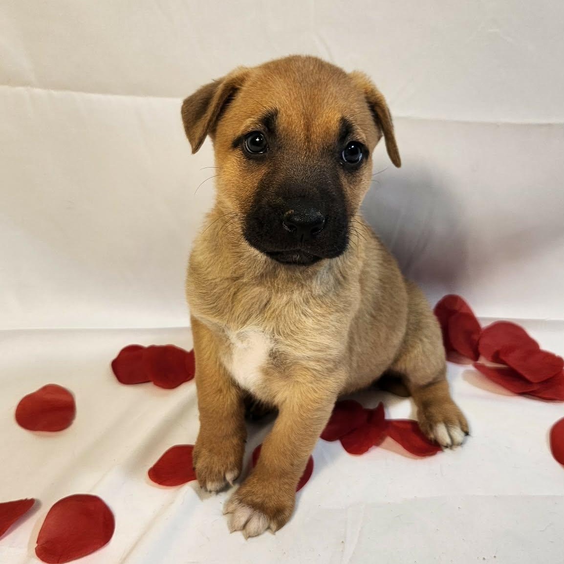 Blush AL — thumbnail 2