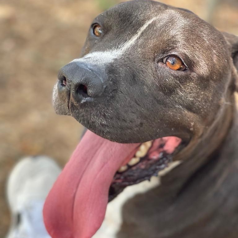 Nikko, an adoptable Black Labrador Retriever in Calumet, MI, 49913 | Photo Image 2