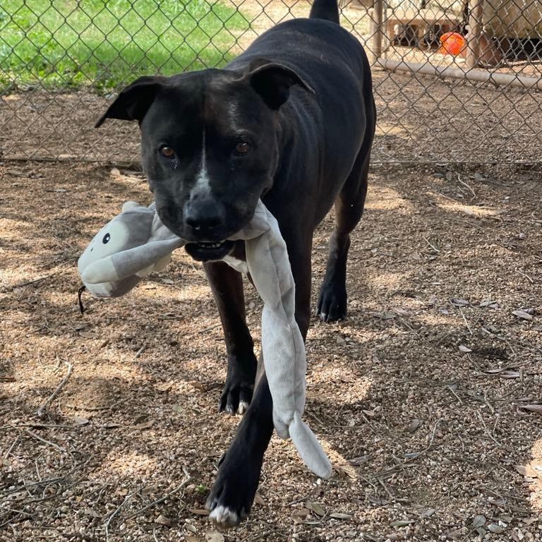 Nikko, an adoptable Black Labrador Retriever in Calumet, MI, 49913 | Photo Image 4