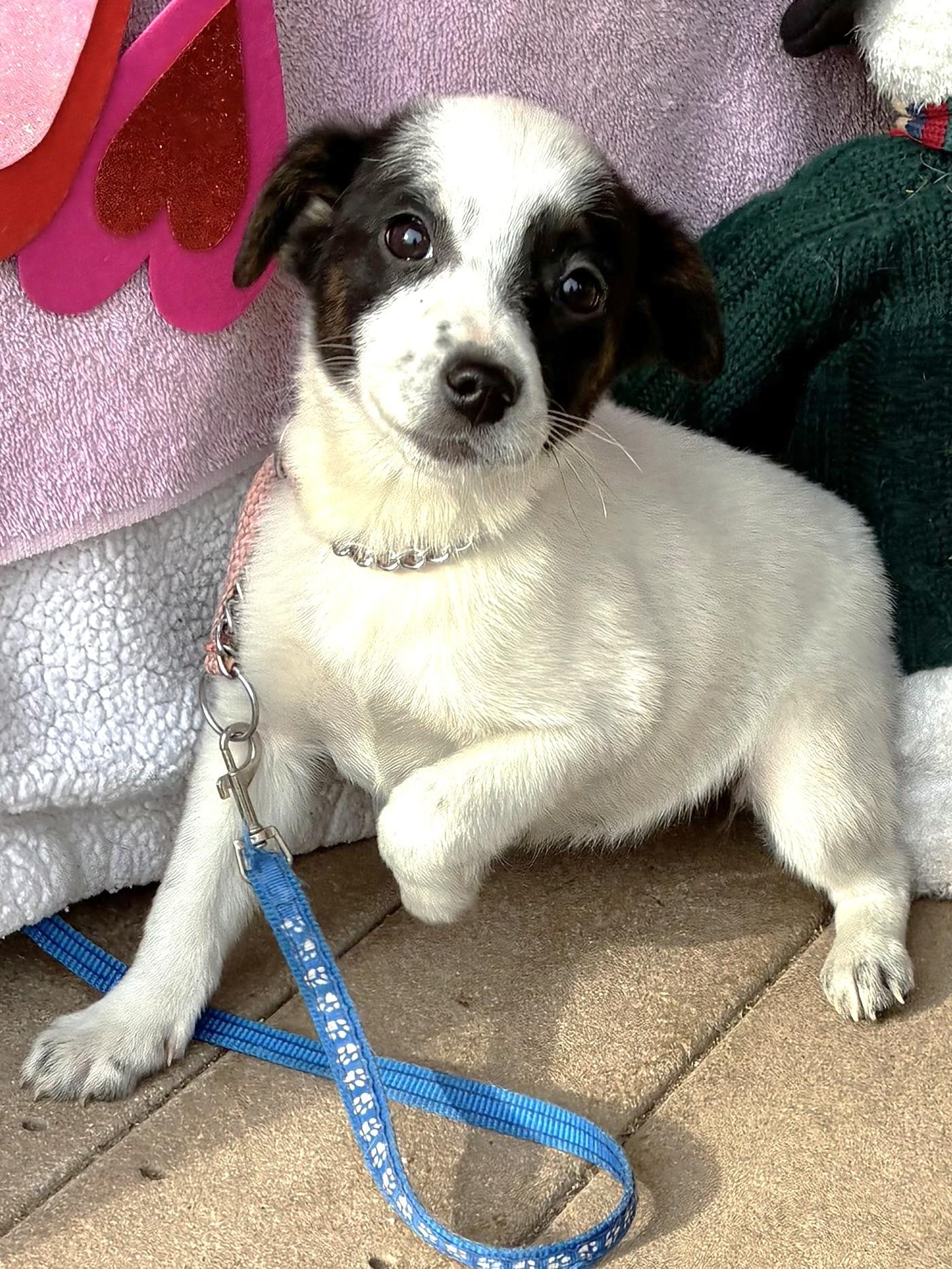 Enlarge Dorie, a Adoptable mixed breed in West Chicago, IL image 1/3