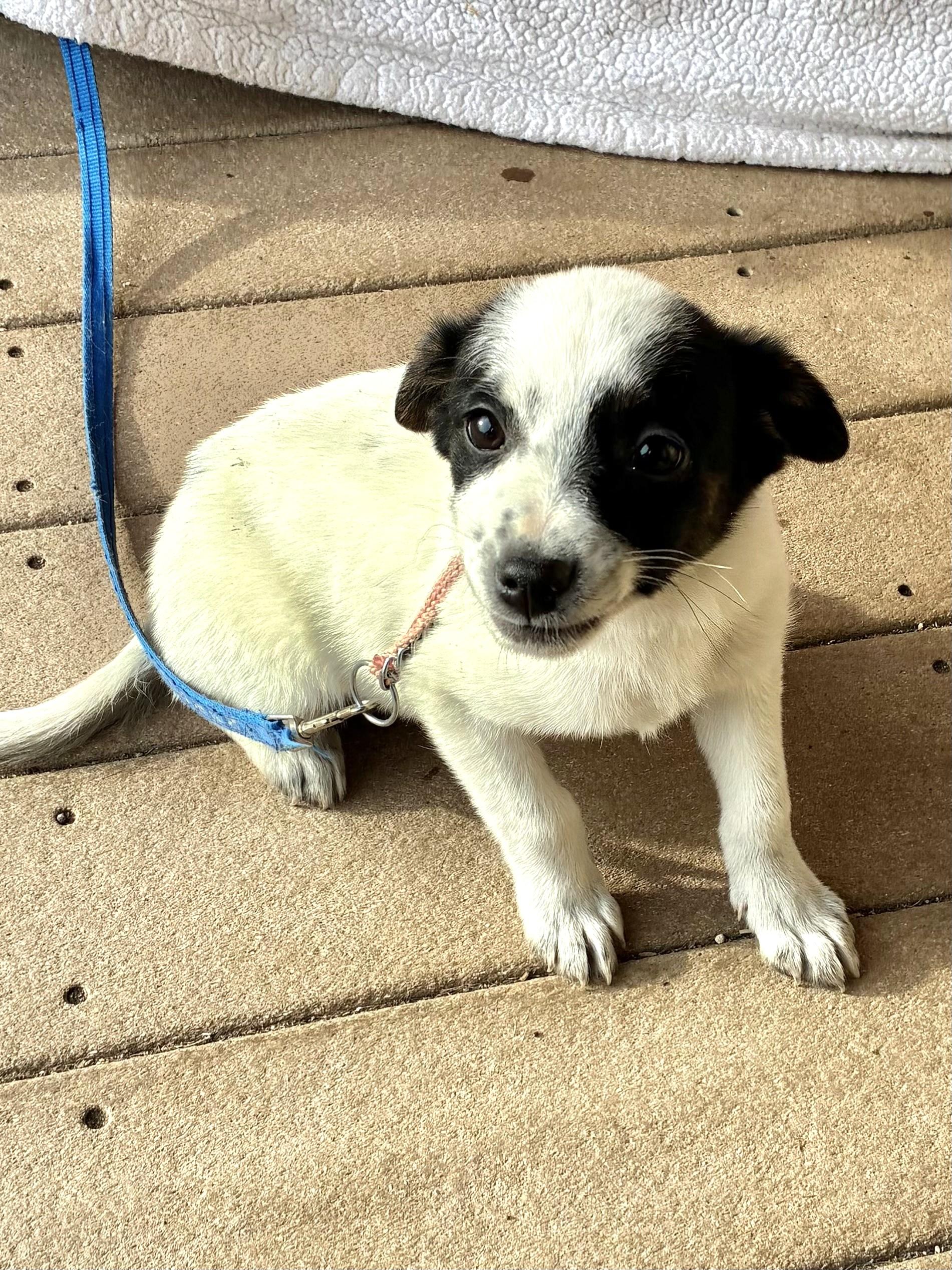 Enlarge Dorie, a Adoptable mixed breed in West Chicago, IL image 2/3