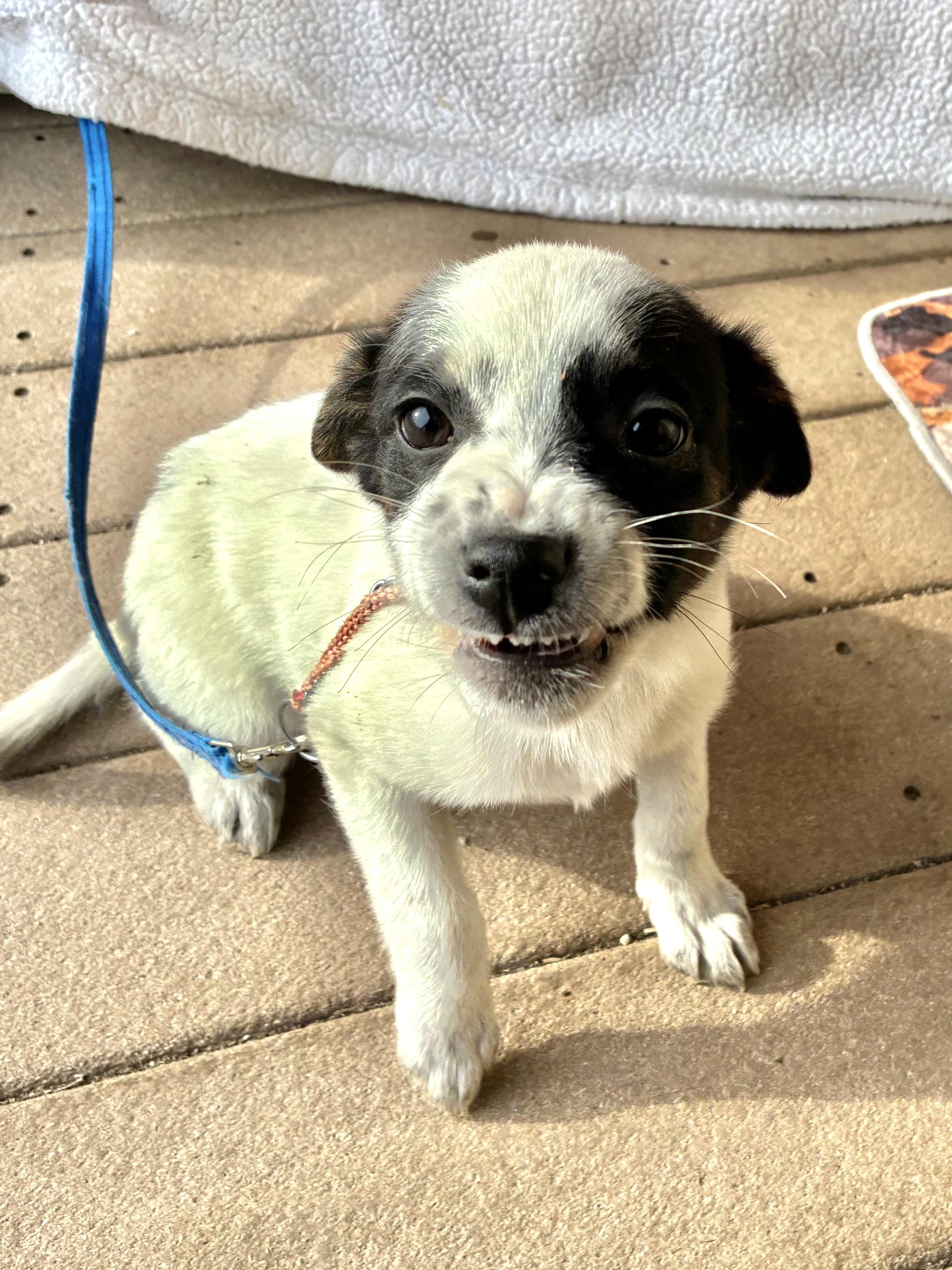 Enlarge Dorie, a Adoptable mixed breed in West Chicago, IL image 3/3