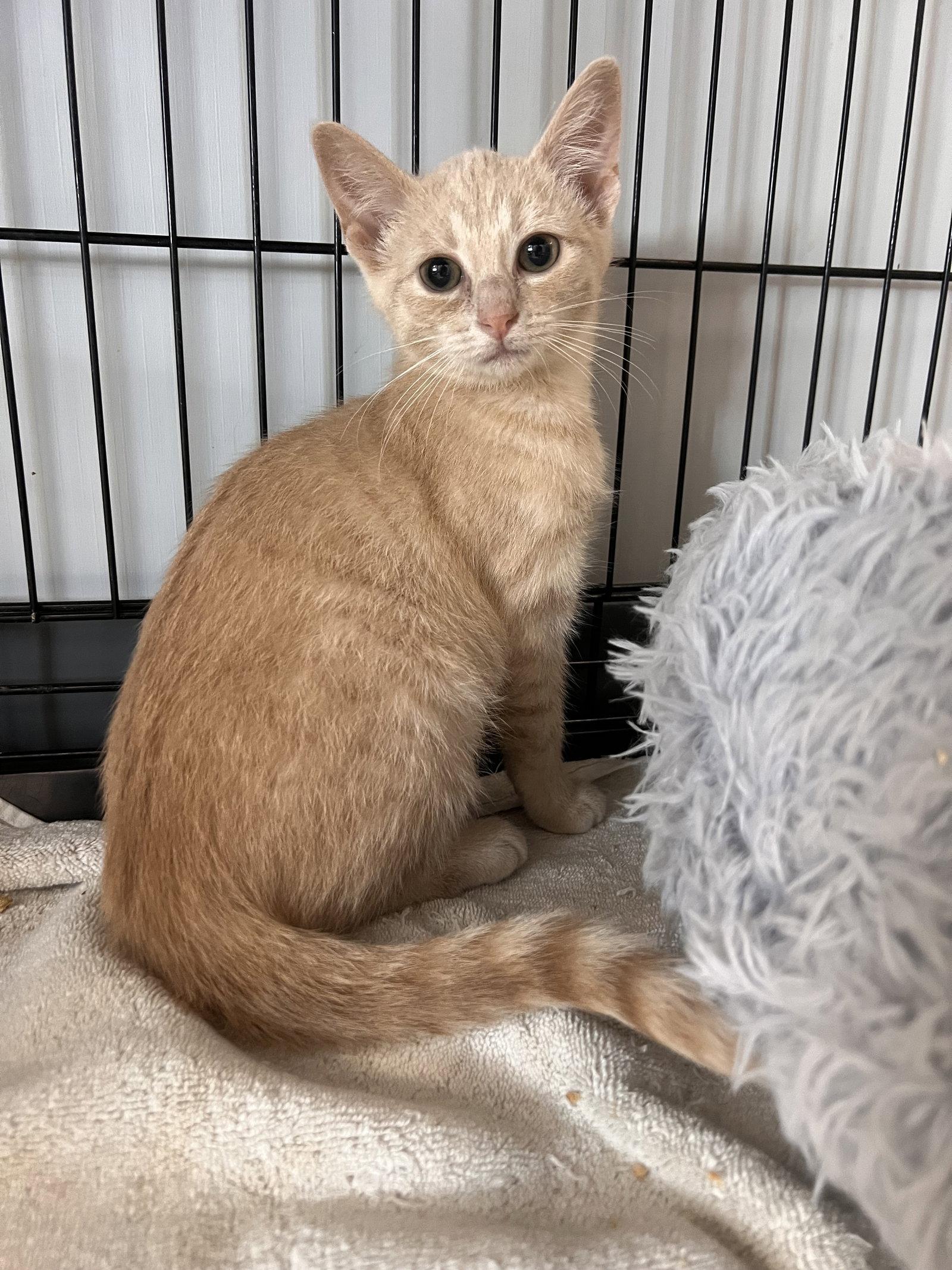 Enlarge Kayda, a Adoptable mixed breed in Georgetown, KY image 2/2