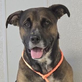 Enlarge Roman , an adoptable Mixed Breed in Roseburg, OR image 2/2