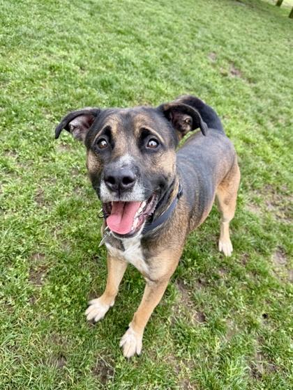 Roman , adoptable, Adult Male Mixed Breed.