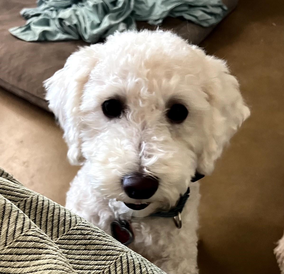 Theo (bonded with Ozzie), Adoptable, Young Male Maltese & Poodle.