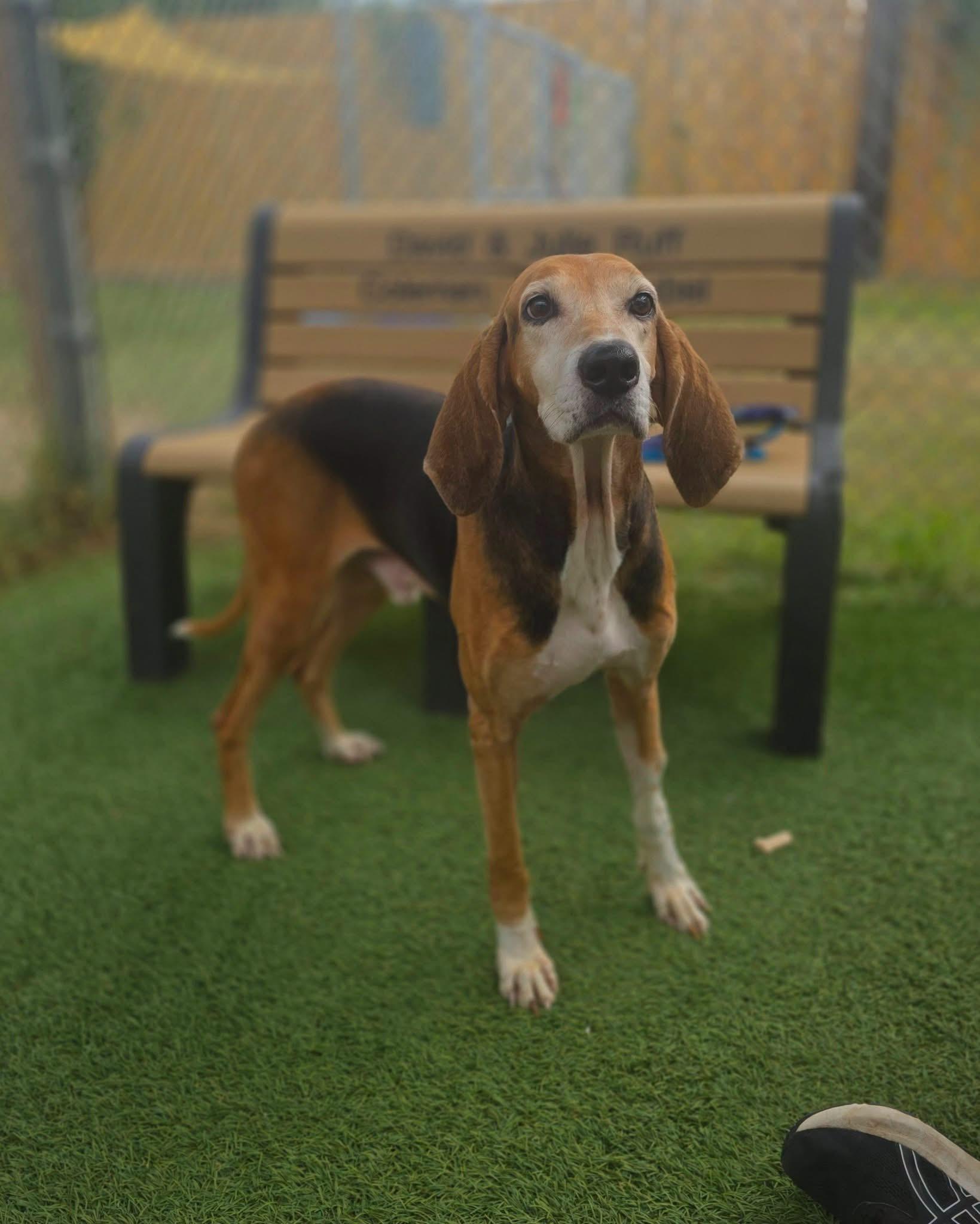 Enlarge Norman- Senior hound boy waiting for someone to love him., a Adoptable Foxhound in Lancaster, PA image 2/3